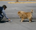 Ηράκλειο Κρήτης: Εγκατέλειψε τον σκύλο επειδή αρρώστησε! Τώρα που συνήλθε ποιος θα τον υιοθετήσει;